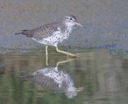 Spotted_Sandpiper_Olhao.jpg
