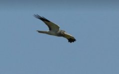 Hen harrier kalloni salt pans 280118 photo Lefteris Kakalis.JPG