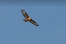 Long legged buzzard kalloni salt pans 280118 photo Lefteris Kakalis.JPG