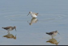 Marsh and Wood Sandpipers at Kalloni SP photo Eleni Galinou 060418.JPG