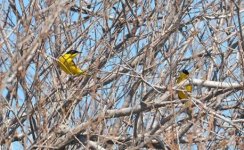 Male Black-headed Wagtails 110318  Kalloni Salt Pans photo Eleni Galinou.JPG