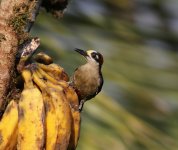 black cheek woodpecker.JPG