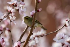 Yellow-Browed Warbler (1).jpg