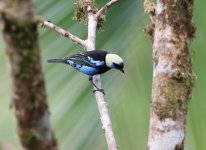 golden hooded  tanager.JPG