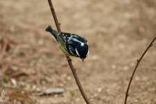 Yellow-Bellied Tit.jpg