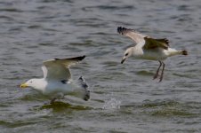 Mongolian Gull (1).jpg