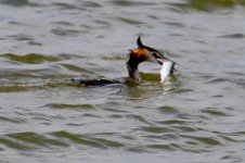 Great Crested Grebe (1).jpg