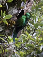 male quetzal bringing food.jpg