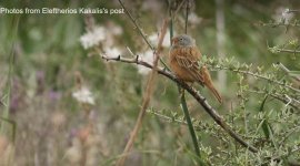 Cretzschmars bunting Suth East Lesvos by Lefteris Kakalis 190318.JPG