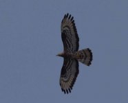 Honey buzzard Amali's Forest 240518 photo by Stylianos Zannetos.JPG