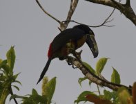 collared aracari bl.JPG