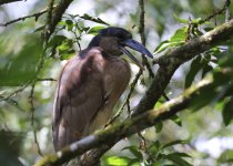 boat billed heron.JPG