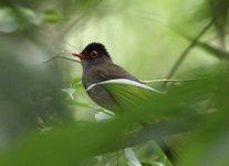 black headed nightingale thrush.JPG