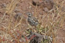 12 Berthelot's Pipit.jpg