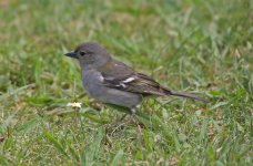 15 Madeiran Chaffinch.jpg