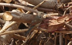 17 Spectacled Warbler.jpg