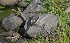 18 Grey Wagtail.jpg