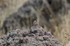 19 Rock Sparrow.jpg