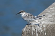 23 Roseate Tern.jpg