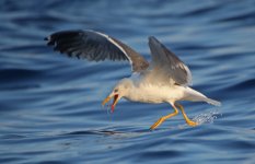 27 Lesser Black-backed Gull.jpg