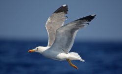 29 Yellow-legged Gull.jpg