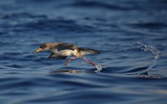 31 Cory's Shearwater.jpg