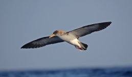 37 Cory's Shearwater.jpg