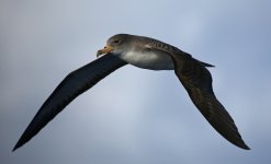 38 Cory's Shearwater.jpg