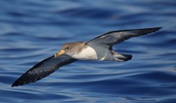 39 Cory's Shearwater.jpg