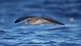 40 Cory's Shearwater.jpg