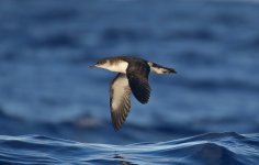 42 Manx Shearwater.jpg