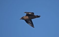 44 Great Skua.jpg