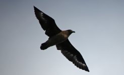 45 Great Skua.jpg