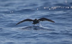 47 Bulwer's Petrel.jpg