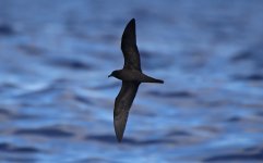 49 Bulwer's Petrel.jpg