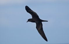 50 Bulwer's Petrel.jpg