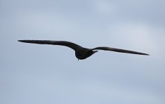 51 Bulwer's Petrel.jpg