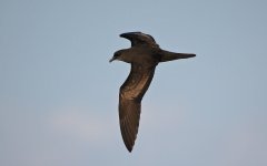 52 Bulwer's Petrel.jpg