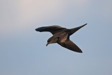 53 Bulwer's Petrel.jpg