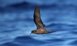 55 Bulwer's Petrel.jpg