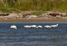 Spoonbills Faneromeni 280518 by Michael Smith.JPG