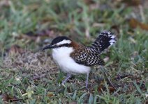 rufous naped wren.JPG