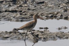 Black-Tailed Godwit.jpg