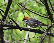 Rufous Headed Robin_170618a.jpg