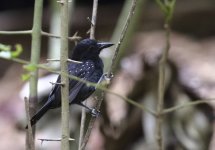 black hooded antshrike.JPG