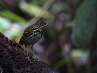 streak chested antpitta2.JPG