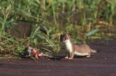 stoat_3318 - Copy.JPG