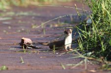 stoat_3219 - Copy.JPG