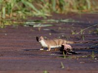 stoat_3207 - Copy.JPG