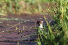 stoat_3287 - Copy.JPG